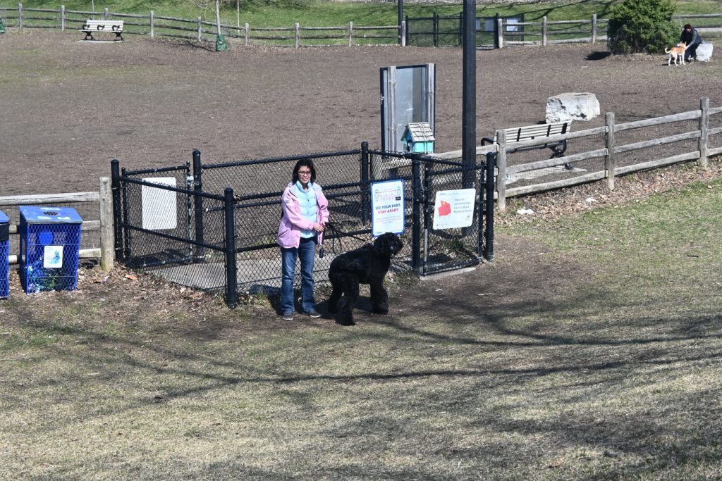 Woman in pink jacket with fullsize bernoodle on leash at entrance to the Stan Wadlow dog park